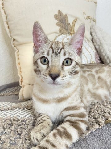 Süßer Bengal Kater zu verkaufen