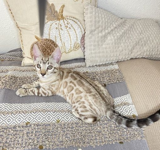 Süßer Bengal Kater zu verkaufen