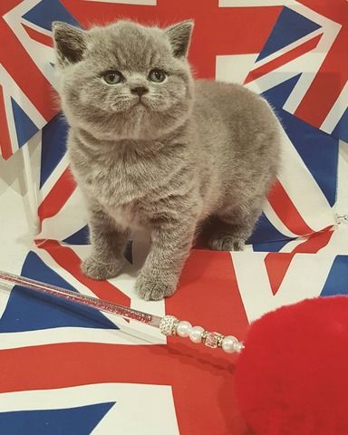 Wunderschöne Britisch-Kurzhaar-Kätzchen suchen ein liebevolles Zuhause für immer!