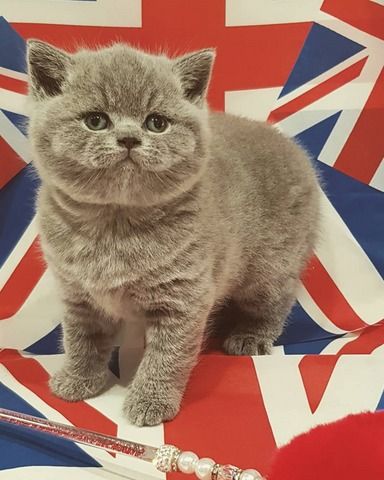 Wunderschöne Britisch-Kurzhaar-Kätzchen suchen ein liebevolles Zuhause für immer!