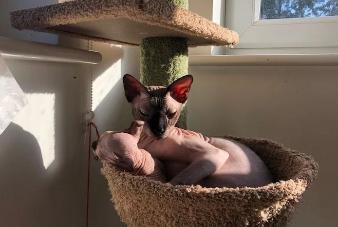 Sphynx-Kätzchen.
