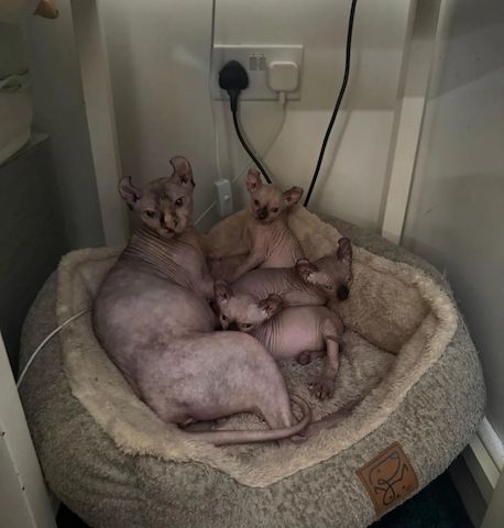 Sphynx-Kätzchen.