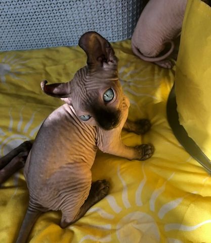Sphynx-Kätzchen.