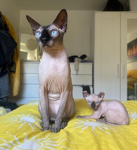 Sphynx-Kätzchen.