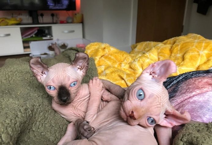 Sphynx-Kätzchen.