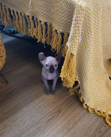 Sphynx-Kätzchen.