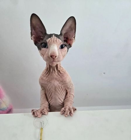 Sphynx-Kätzchen zu verkaufen
