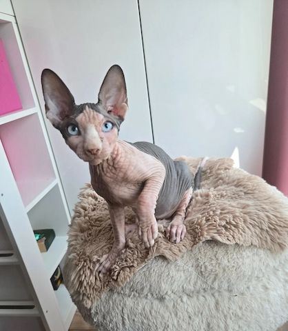 SPHYNX-KÄTZCHEN