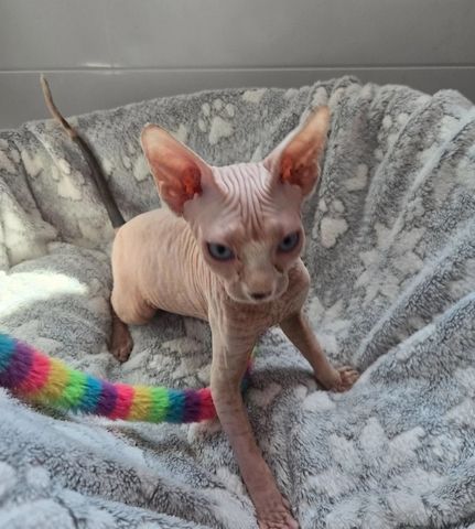 SPHYNX-KÄTZCHEN