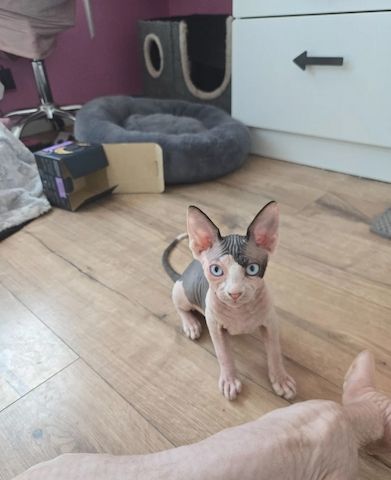 3 Sphynx-Kätzchen zu verkaufen