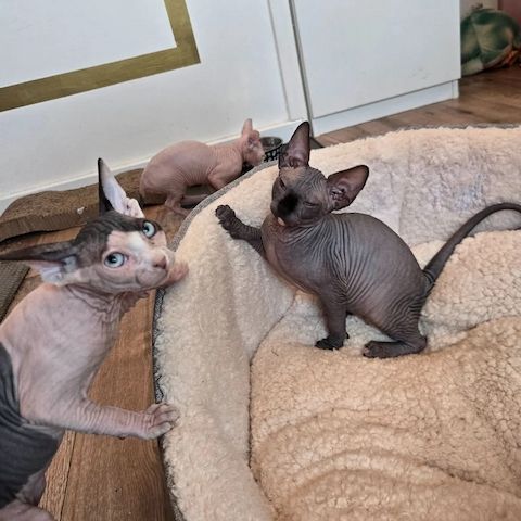 wunderschönen Sphynx-Kätzchen