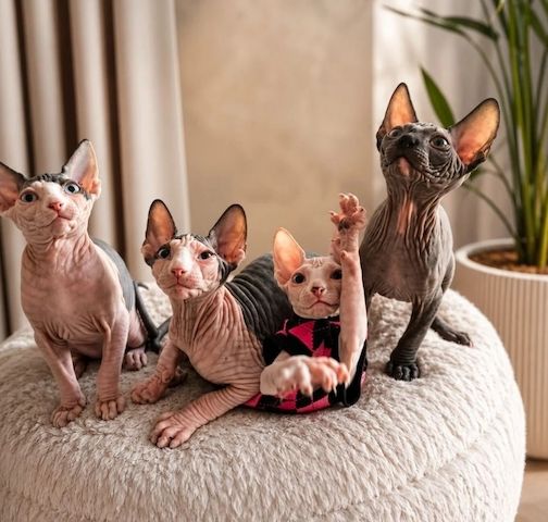 wunderschönen Sphynx-Kätzchen