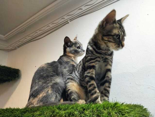 Harry und Sally suchen gemeinsam ein neues Zuhause (als Wohnungskatzen)
