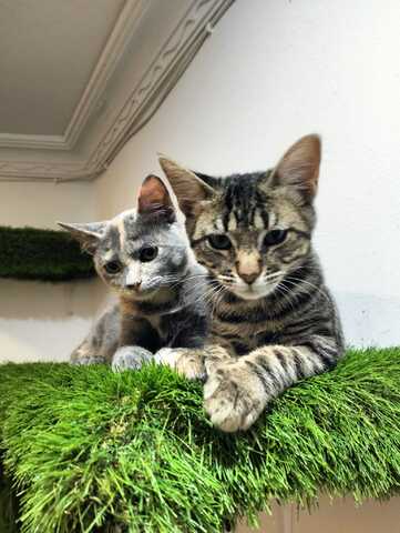 Harry und Sally suchen gemeinsam ein neues Zuhause (als Wohnungskatzen)