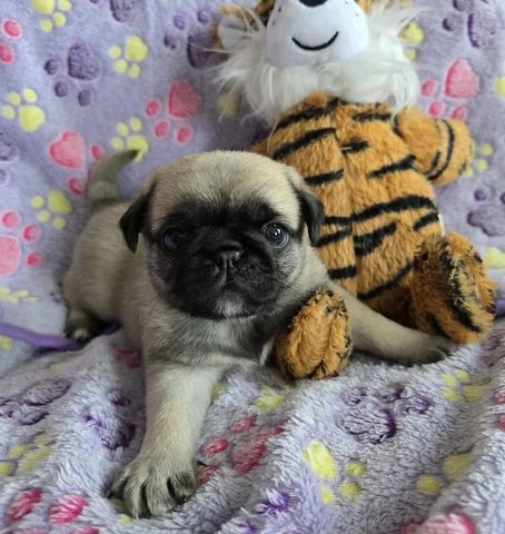 Mops Welpen in Waghäusel kaufen