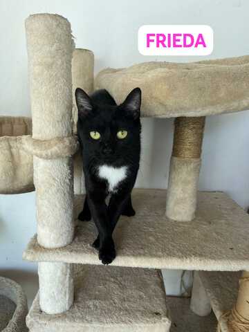 Oskar und Frieda suchen gemeinsam ihr Für-immer-Zuhause (als Wohnungskatzen)