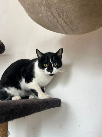 Oskar und Frieda suchen gemeinsam ihr Für-immer-Zuhause (als Wohnungskatzen)