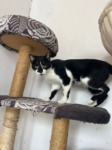 Oskar und Frieda suchen gemeinsam ihr Für-immer-Zuhause (als Wohnungskatzen)
