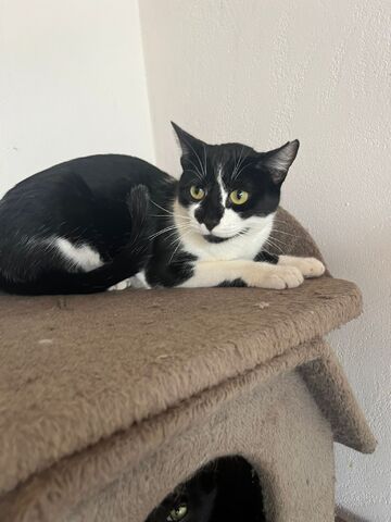 Oskar und Frieda suchen gemeinsam ihr Für-immer-Zuhause (als Wohnungskatzen)