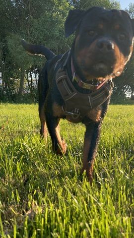Rottweiler Hündin sucht für immer zuhause