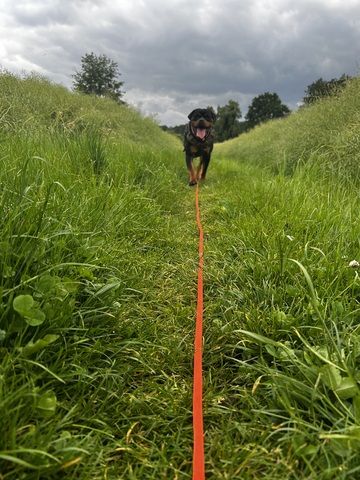 Rottweiler Hündin sucht für immer zuhause