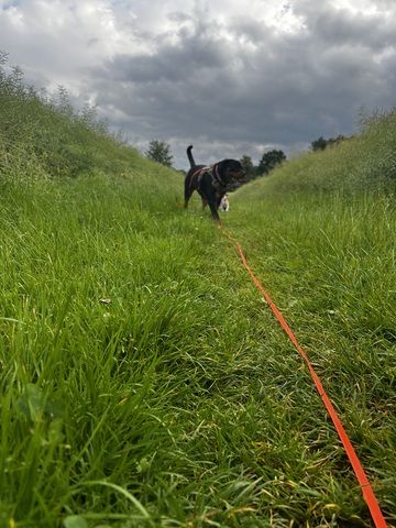 Rottweiler Hündin sucht für immer zuhause
