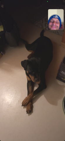 Rottweiler Hündin sucht für immer zuhause