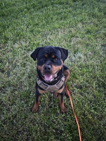 Rottweiler Hündin sucht für immer zuhause