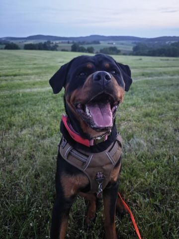 Rottweiler Hündin sucht für immer zuhause