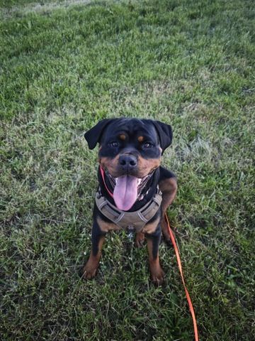 Rottweiler Hündin sucht für immer zuhause