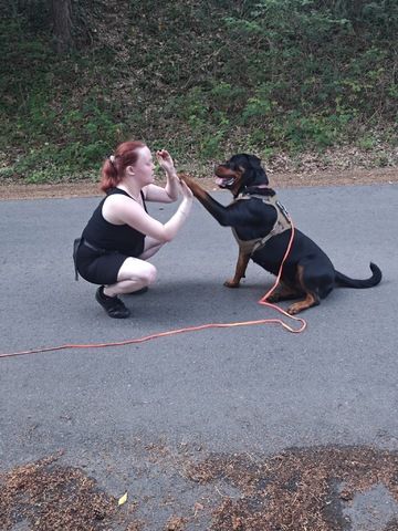 Rottweiler Hündin sucht für immer zuhause