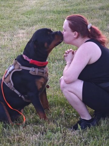 Rottweiler Hündin sucht für immer zuhause
