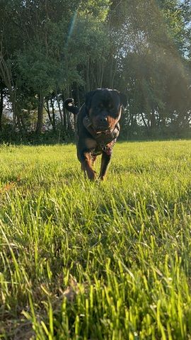Rottweiler Hündin sucht für immer zuhause