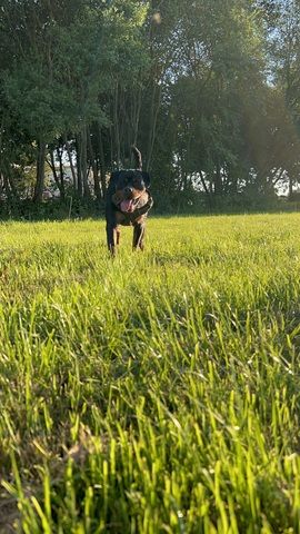 Rottweiler Hündin sucht für immer zuhause