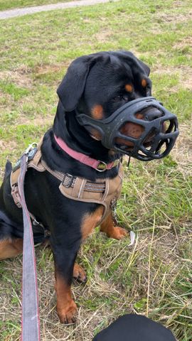 Rottweiler Hündin sucht für immer zuhause