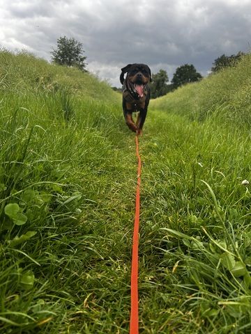 Rottweiler Hündin sucht für immer zuhause