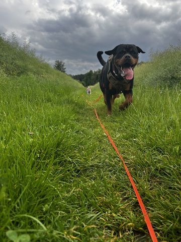 Rottweiler Hündin sucht für immer zuhause