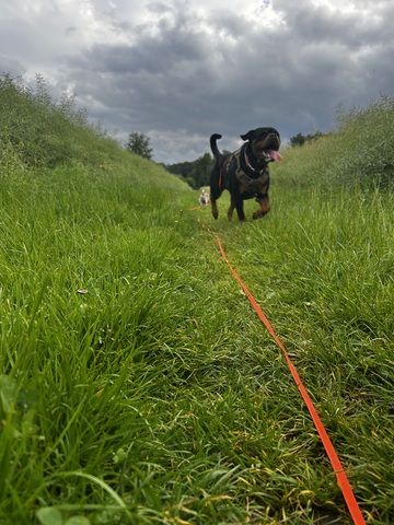 Rottweiler Hündin sucht für immer zuhause