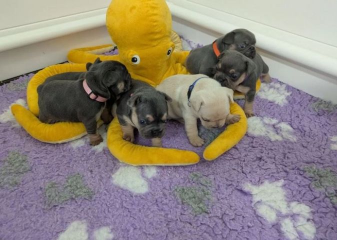 Traumhafte Französische Bulldoggen Welpen