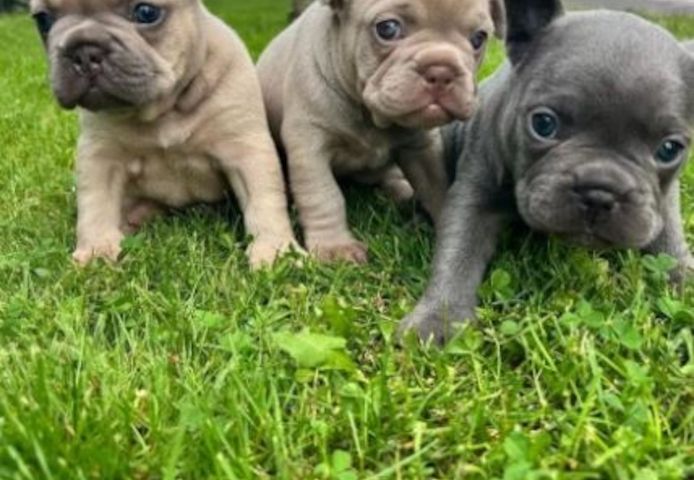 Traumhafte Französische Bulldoggen Welpen