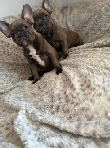 Traumhafte Französische Bulldoggen Welpen