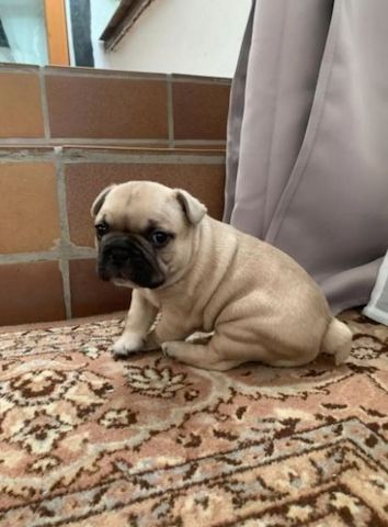 Traumhafte Französische Bulldoggen Welpen
