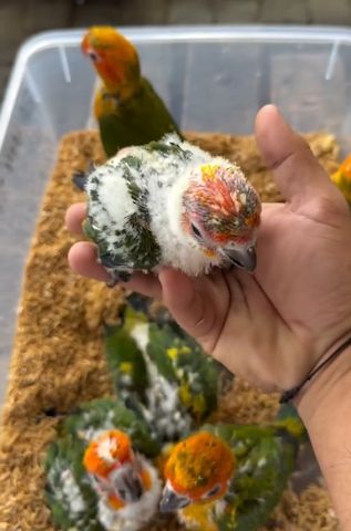 Sun Conure Parrots – 5 Birds Available Now !!