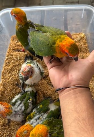 Sun Conure Parrots – 5 Birds Available Now !!