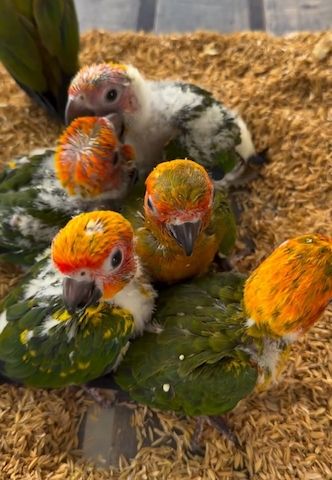 Sun Conure Parrots – 5 Birds Available Now !!