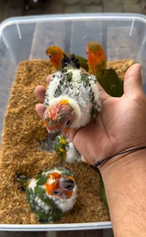 🦜 Sun Conure Papageien – 5 Vögel ab sofort verfügbar !!