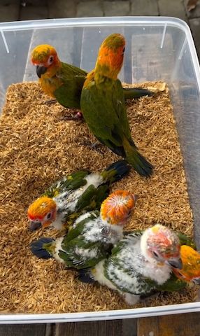 🦜 Sun Conure Papageien – 5 Vögel ab sofort verfügbar !!