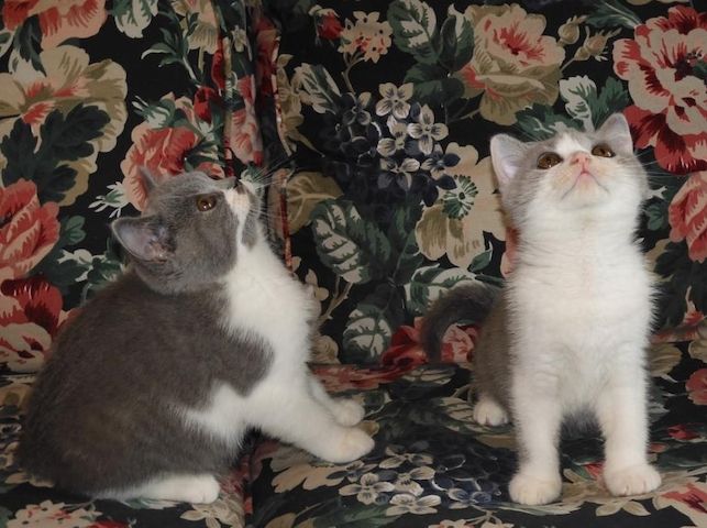 Britisch Kurzhaar (BKH), Katzenbabies, Katzenbabys, Kitten, (w)