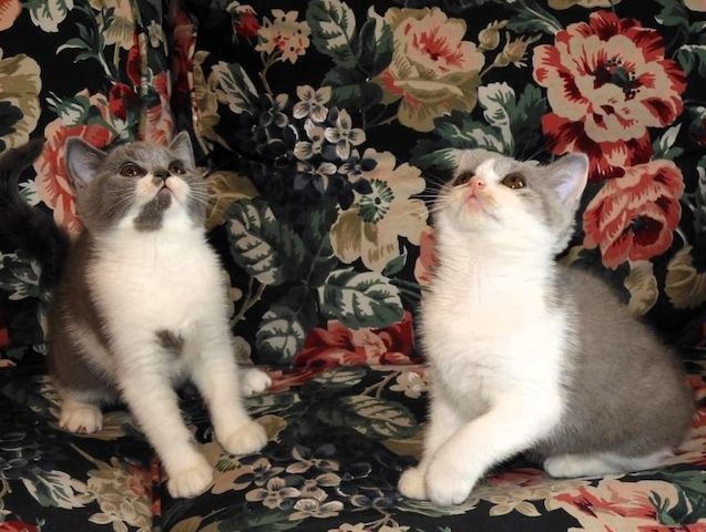 Britisch Kurzhaar (BKH), Katzenbabies, Katzenbabys, Kitten, (w)