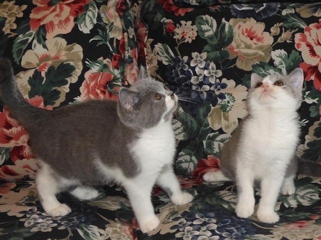 Britisch Kurzhaar (BKH), Katzenbabies, Katzenbabys, Kitten, (w)